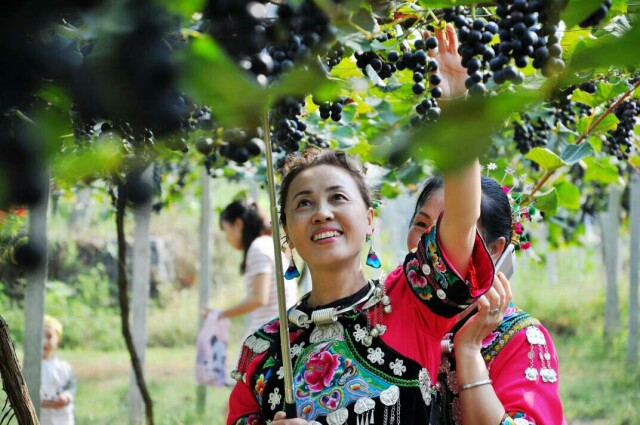 9月16日,凤凰县新场镇大坡村举办第二届葡萄采摘节,千亩生态