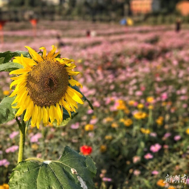 衡阳雨母山百万花海游人纷至踏秋