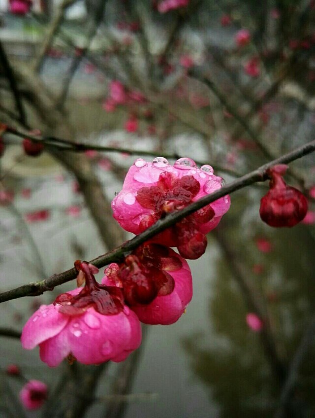 雨中的梅花