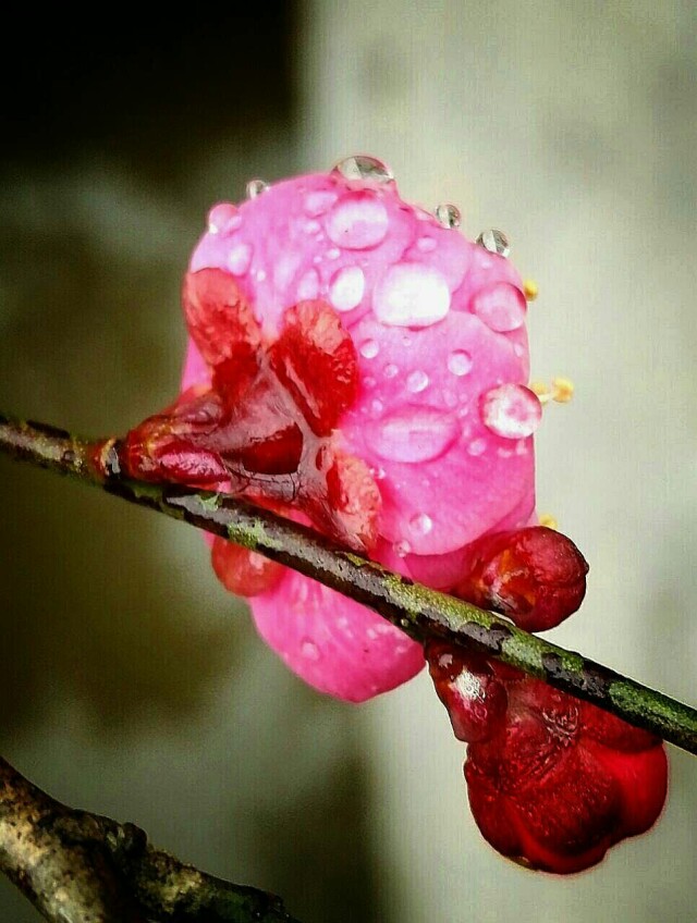 雨中的梅花