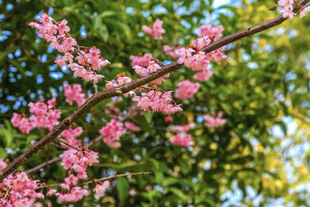 春天来樱花开