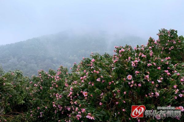 怀化中坡山国家森林公园现雨凇景观 山茶花美丽"冻"人