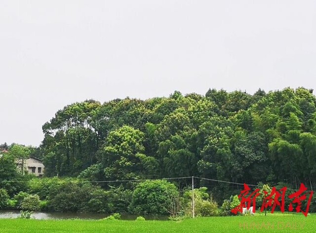 湖南客户端 见习记者 张璇    七月炎夏,走进湘江之滨的湘阴县樟树镇