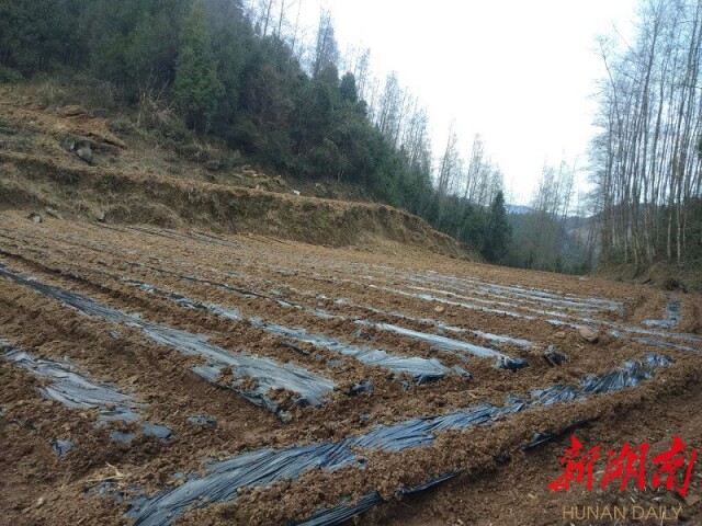 永顺县盐井乡卡塔村新整理出来的莓茶地