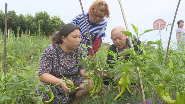 泗元菜业负责人姜泗元通过在易地搬迁安置点大力发