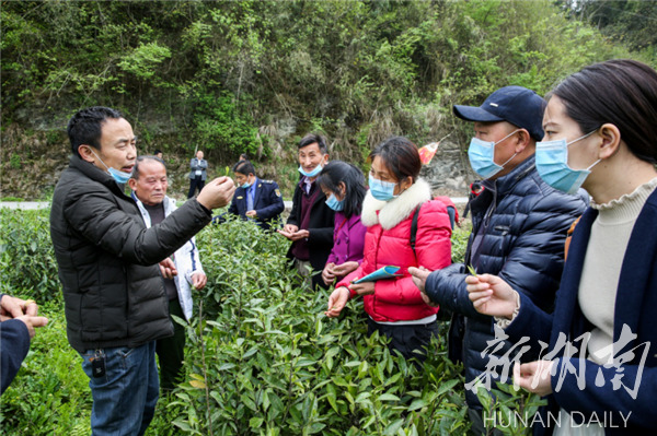 【桑植县脱贫攻坚系列报道十四】让科技成为脱贫攻坚"新引擎"