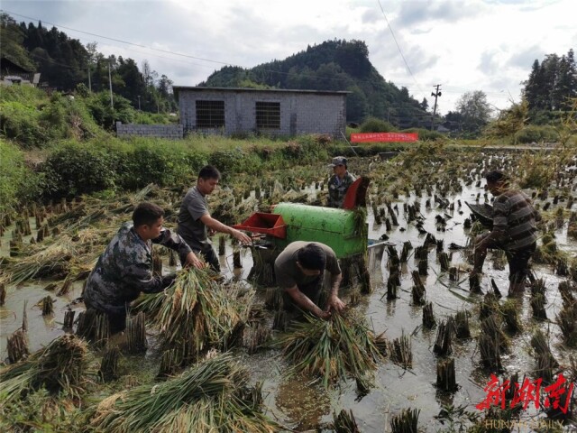 花垣县长乐乡:多措并举 抢天夺时 助农收水稻保增收