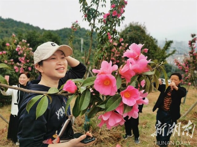 3月12日,风和日丽,怀化市中坡山国家森林公园满山遍野的山茶花争奇