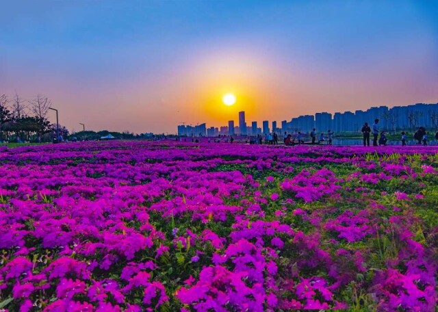 花海霞光