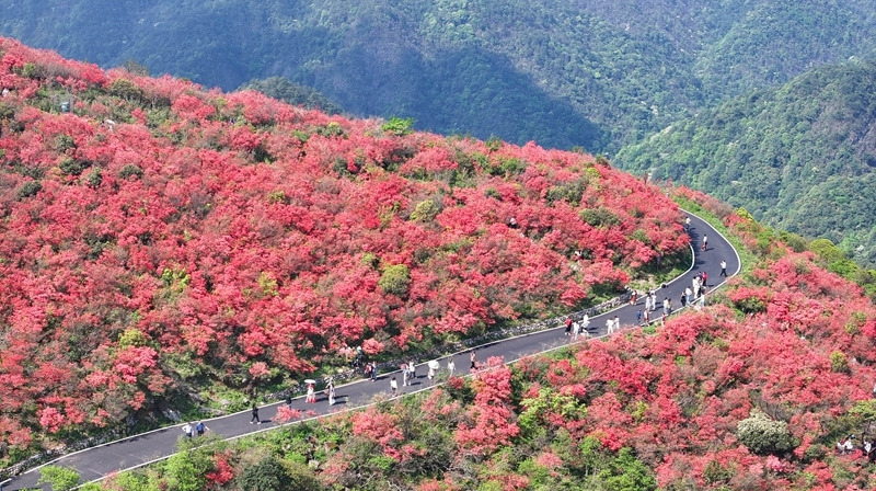 高山杜鹃竞相开 漫山红遍醉游人