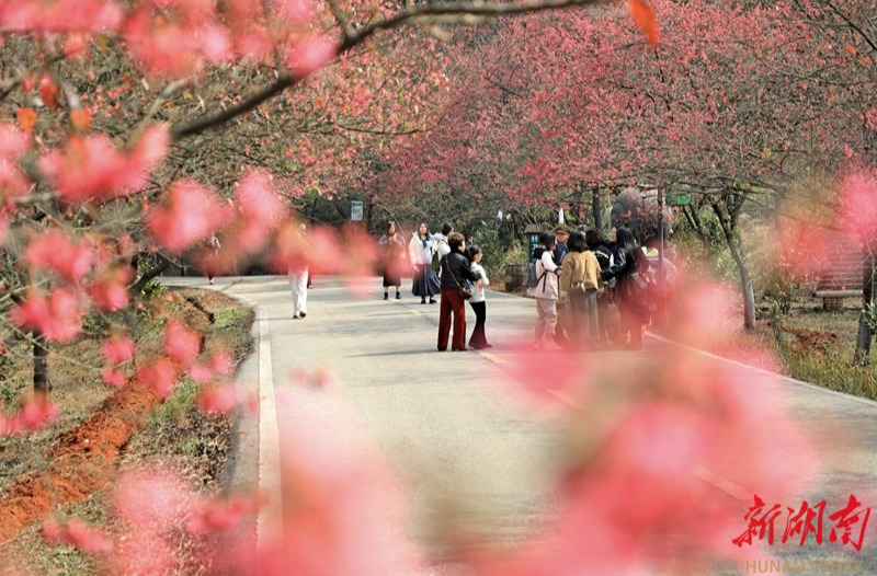 冬樱绽放引客来