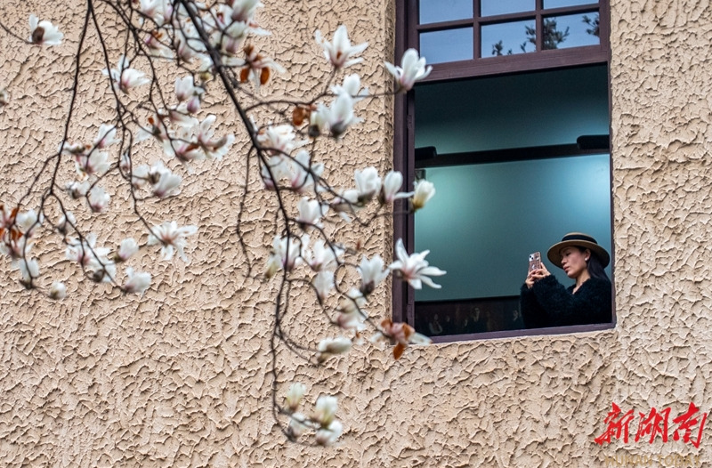 春意盎然迎客来