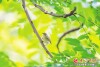堪察加柳莺现身长沙