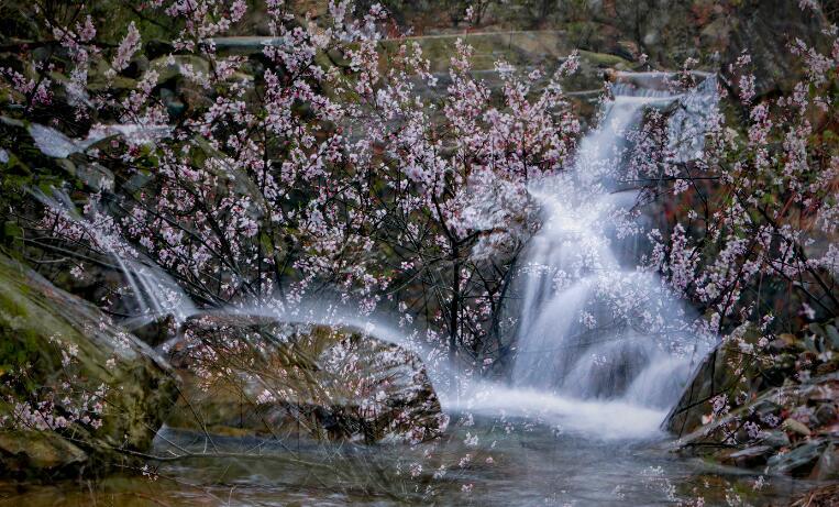 “因”花三月游临湘