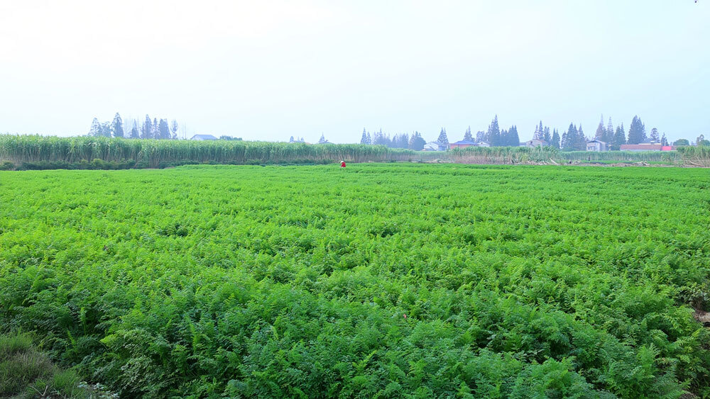 小小胡萝卜 助力乡村振兴梦