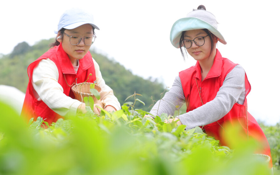 南华大学：劳动课堂进茶山