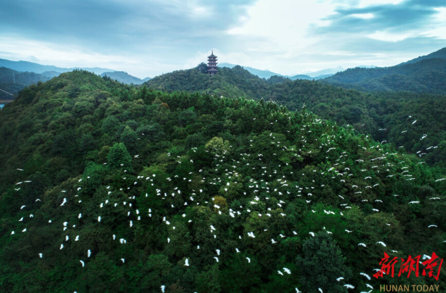 大湖新记｜酒仙湖里不羡仙@湖南日报