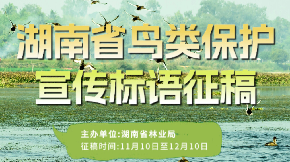 湖南省鸟类保护宣传标语开始征集啦！等你来入围!