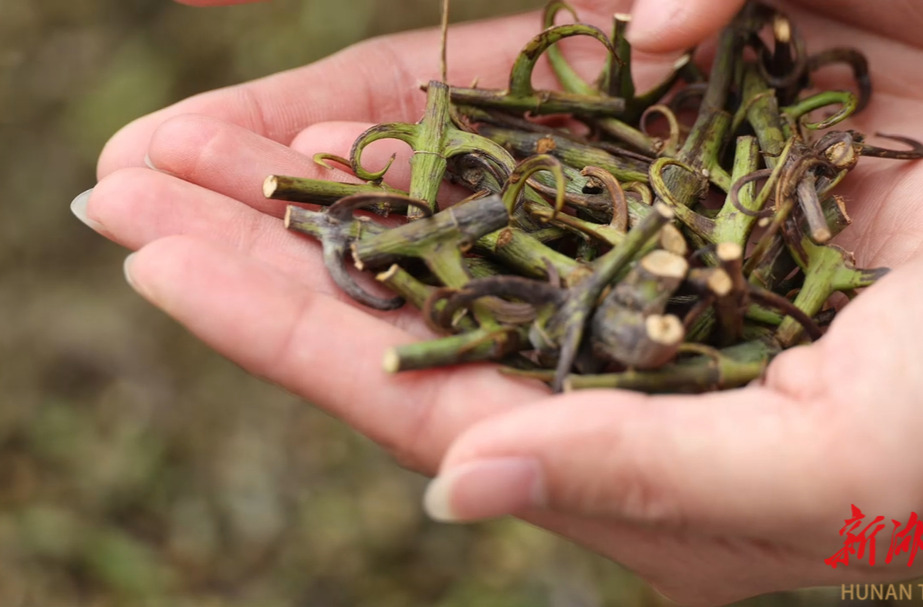 点赞！90后返乡青年自主研发设备 提高通道钩藤产业竞争力