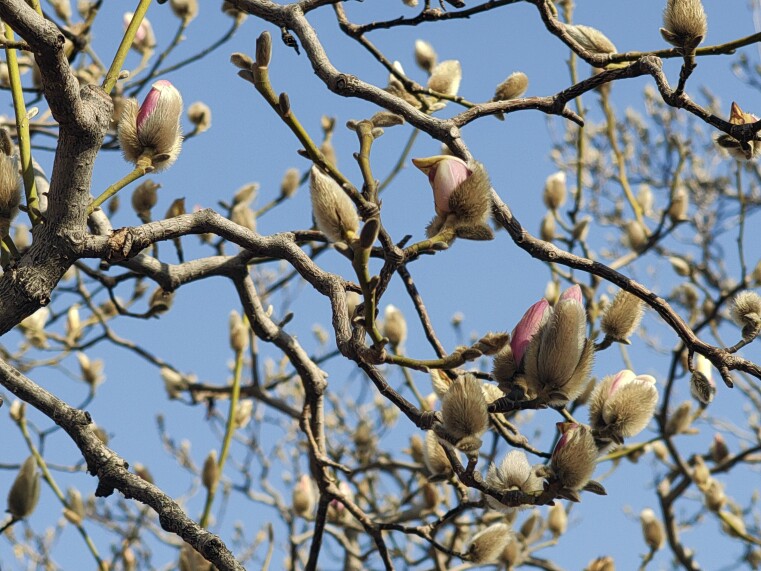 国际雕塑公园：玉兰花开，渐入佳境