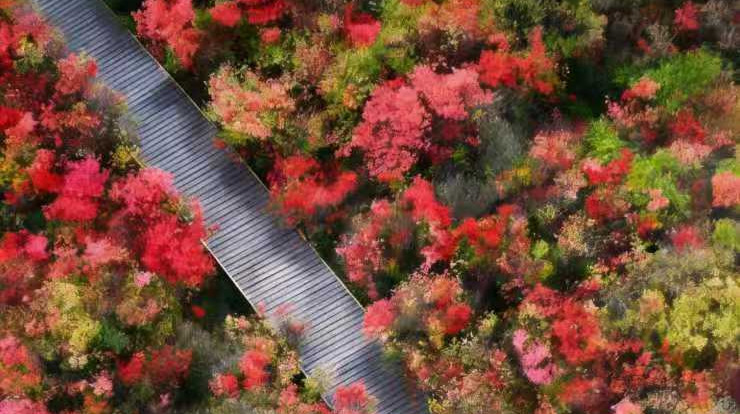 海报丨当湖南的春天撞进油画里……