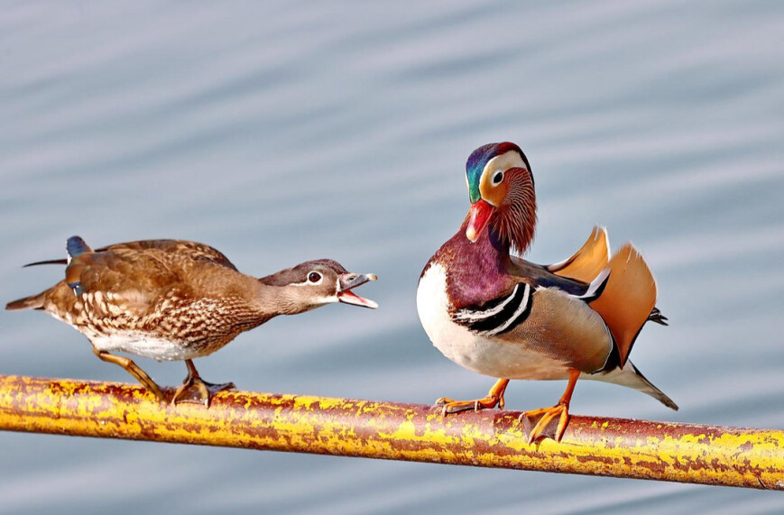 春天来了，北海公园鸳鸯俏皮“秀恩爱”