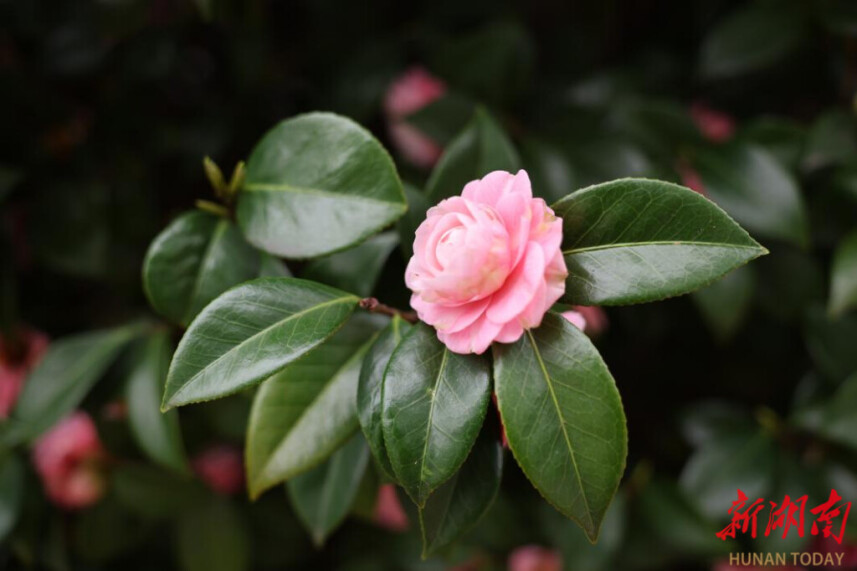 南华大学：茶花绽放春景浓