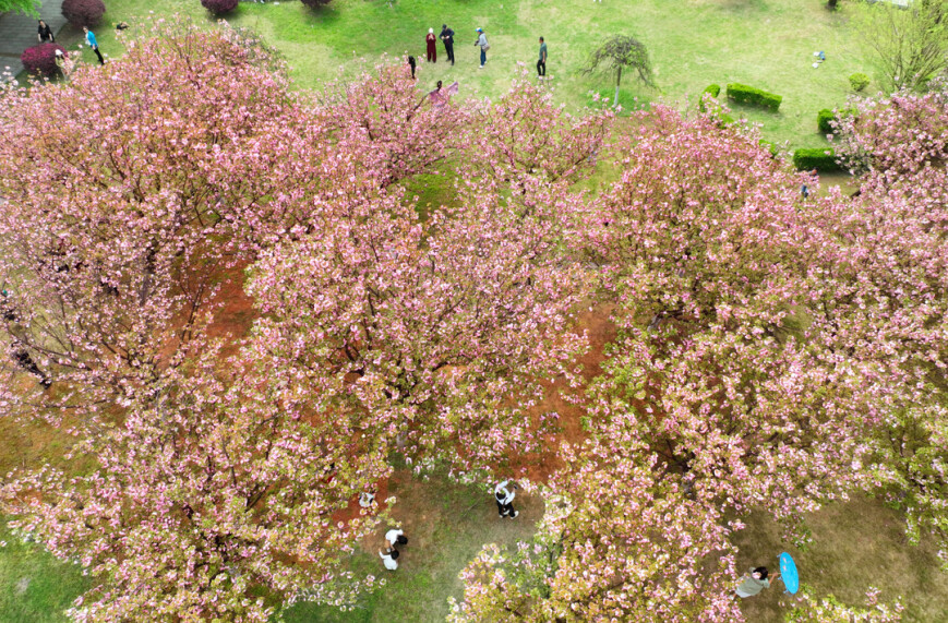 南华大学：春涌校园景如画