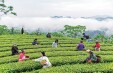 【寻茶记】贡茶千年韵 香飘万里程&mdash;&mdash;沅陵碣滩茶的前世今生