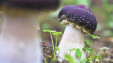 【湖湘有种】湘菌藏百味 鲜飨千万家
