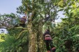 【寻茶记】岭上苦含香 清欢润时光&mdash;&mdash;江华苦茶的前世今生