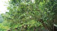【寻茶记】茶源寻仙境 野红久回甘&mdash;&mdash;湘赣边寻访茶陵野生红茶