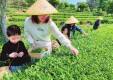 【寻茶记】千年同一叶 万里赴新杯&mdash;&mdash;一片金井茶的传承与远行