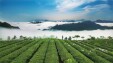 【寻茶记】风花雪月韵 一叶七百年&mdash;&mdash;桑植白茶的历史传承与出山之路
