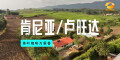 肯尼亚/卢旺达：咖啡茶叶共飘香
