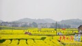 双峰第五届油菜花文化旅游节开幕