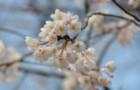 櫻花季來了！長沙賞櫻花地圖記得收藏