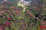 彩葉繪山林