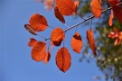 晚風拂落紅秋葉