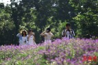 口袋公园花满园