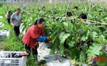 茄子丰收富农家