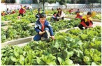 校园农场助力劳动教育