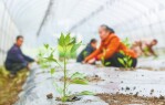 辣椒苗移栽忙