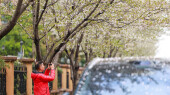 邂逅一场“樱花雨”