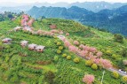 茶山花海引客来
