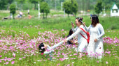 洋湖花海醉游人