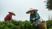 莓茶飘香富农家