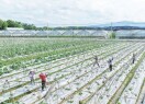 “菜篮子”直供大湾区