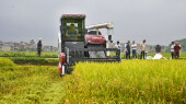 湖南早稻开镰 创最早收割纪录