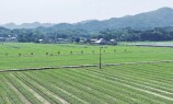 科学间种 助农增收